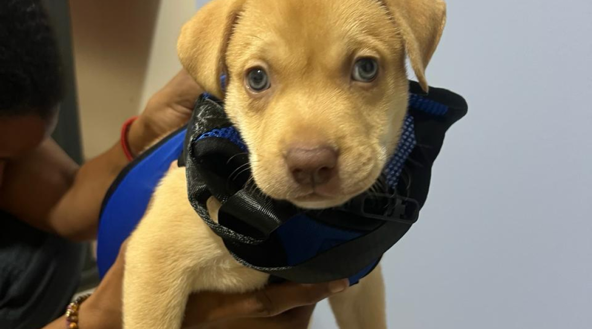 Chiens à adopter